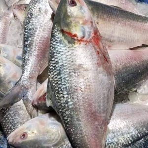 ৬ কেজি ২৫০০ টাকা ১২ পিস