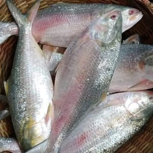 ৬ কেজি ৩৫০০ টাকা ৪ পিস