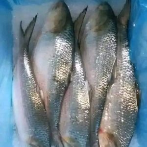 ৬ কেজি ৩০০০ টাকা ৬ পিস