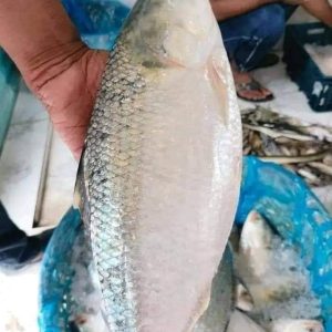 ৬ কেজি ৪০০০ টাকা ৩ পিস