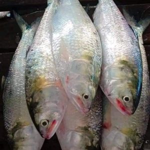 ৬ কেজি ২৮০০ টাকা ৮ পিস
